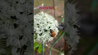 #short #honeybee #insect #beautiful #amazing #viralshort #video #trending