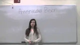 Ted Talk: The Extermination of the American Bison