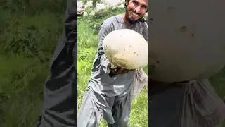 An unique mushrooms of Koh e Suleman |Soleman mountain&rsquo;s Mushrooms