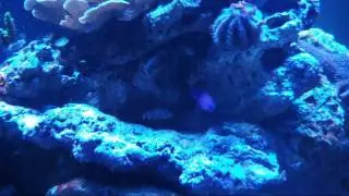 Episode 43 - Electric Flame Scallop: Will it Electrocute me to Death?