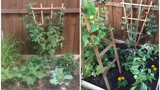 My Garden Vlog Update