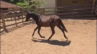 QUITUMBA - Patr&iacute;cia Natalina - MARCHADOR