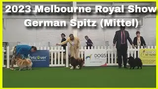 2023 Melbourne Royal Show - German Spitz (Mittel)