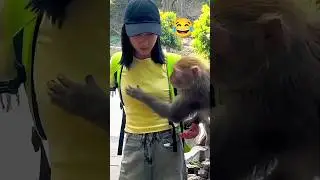 Epic Funny Monkey, Deer and Girl Video 😂🐒🦌👧 | Viral Animal Shorts 2025 #shorts #shortsvideo