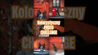 Jaki kolor następny? 😁📸 #dogphotography #backstage #makingof #challenge #photochallenge