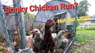 Woodchip Bedding in Chicken Run - No More Stink!