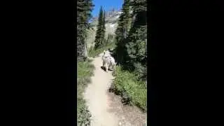 Mountain Goat And Her Kid
