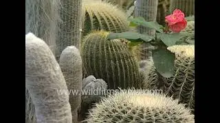 Cactus and Orchid collection in Kalimpong , Pine View Nursery | Old footage