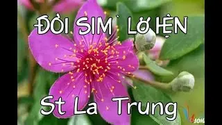 ĐỒI SIM LỠ HẸN – Chuyện Tình Dang Dở | Bolero Trữ Tình | St La Trung