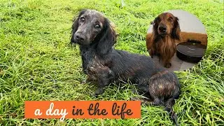 Is Norma Toilet Trained at 5 Mths Old? | Miniature Dachshund UK #VLOG