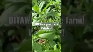 Do you know how to grow Waterleaf?