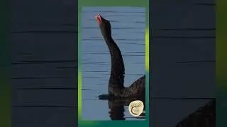 Captivating Harmony: The Melodic Honk of Woromi Country's Black Swan
