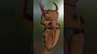 Scan of Homoderus mellyi (male), also known as the crab stag beetle.