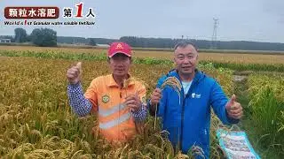 With the same input cost, Cocoly's effect on field crop rice is significantly outstanding.