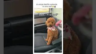 Amazing 🤩🤣😂 #petlaughs #petlovers #pets #funnypetslife #memes #cutedog   #dogs