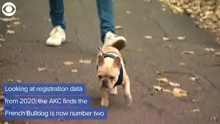 WEB EXTRA American Kennel Club's 2020 list of most popular dog breeds