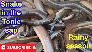 Rainy Season Eel Hunting | Boy Going to Catch Big Yellow Eel Fish on boat
