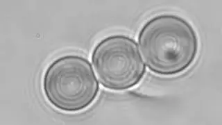 Transfer of angular momentum in a chain of microscopic particles