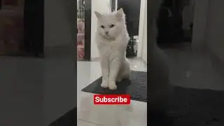 hair style my car 🤣 #viral #cat #funny #song #fun #shortvideo #youtubeshorts #animals #love #aww