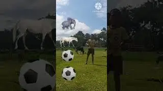 Elephant the ghost Lion the tiger and vfx new short video #elephant #ghost #lion #tiger new video