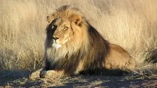 Nigeria's lion numbers in rapid decline