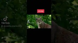 💜 Красавица РЫСЬ 💜 #рысь #lūsis #music #amazing #wow #animals #великолепно #ухты #ВАУ #dababy #daba