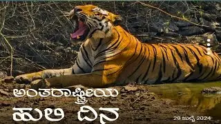 International Tiger Day July 29 2024 #tigerwalk #tiger #tigeronroad  #tigerday #tigerattitude