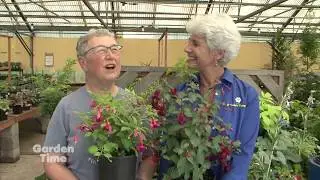 Fuchsia event and Summer Tips