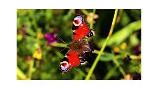Los lepid&oacute;pteros (mariposas y polillas)