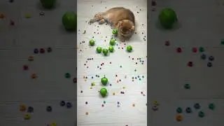 Cute Cat Reverse Video ASMR ❤️ #catvideos #cat #relievestress #reversevideos #satisfying #cute
