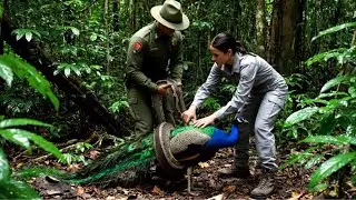 Rescue Animals: Rescuing A Mother Peacock Attacked By A Giant Python