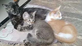 Cuaca hari ini mendung kucing kucing rebahan didepan pintu rumah