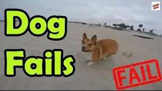 Dog Fails Compilation