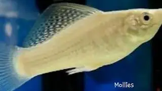Hardwater fish's