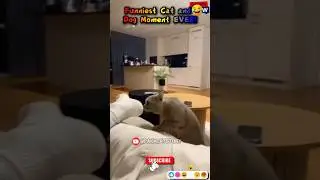 🤣🐶Самая смешная реакция кошки и собаки на разрезание торта #смешно #смешныекошки #смешнаясобака #...
