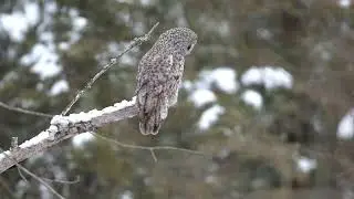 Great Gray owl clips from northern Minnesota