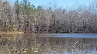 Nature walks around Jolly Pond, foothills of the blue ridge ants, sycamore and mushrooms