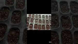 #ud # brownie #chocolategift # gift hamper