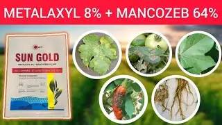 Metalaxyl 8% + Mancozeb 64% WP | Sun Gold Fungicide | Uses | Tamil