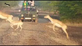 Share your excitement with Blackbucks | Blackbuck Safari Lodge