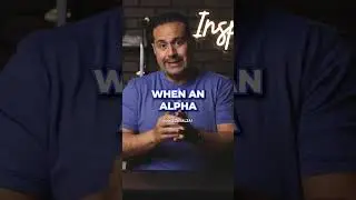 What does Alpha Male mean?