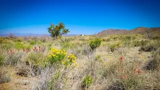 Exploring my High Desert Property