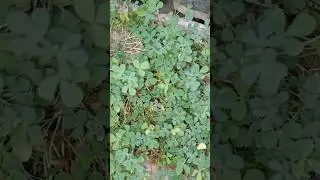 Vegetable and coriander leaf #gardening #nature #youtube #shortsfeed #garden #vegetables #subscribe