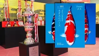 These Are The Best 11 Koi In The World | Major Winners AJKS 2019