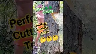 Perfect Cutting Trees chainsaw Stihl #treecutting #fall #tree #wood #woodworking #shortsfeed