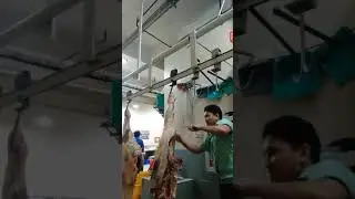Beef Hind quarter primal cut