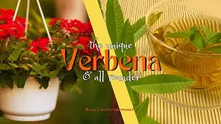 A Unique all rounder plant:Verbena💓#winter hi nhi#summer#flower bhi hai ye. #howtosave this plant 💯