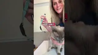 Ошейники на кошках очень важны! #vetteamtraining #ветеринария #catsoftiktok #домашниеживотные #ве...