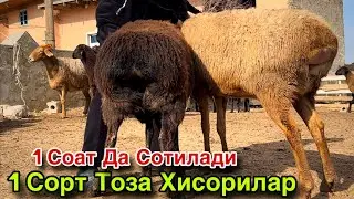 ТАЛАШ ТАЛАШ БОШЛАНДИ! ☎️+998 975550476 ☎️+998 97 200 0476