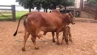 To Class Red Sindhi Cow 30 Kg Milking Per Day